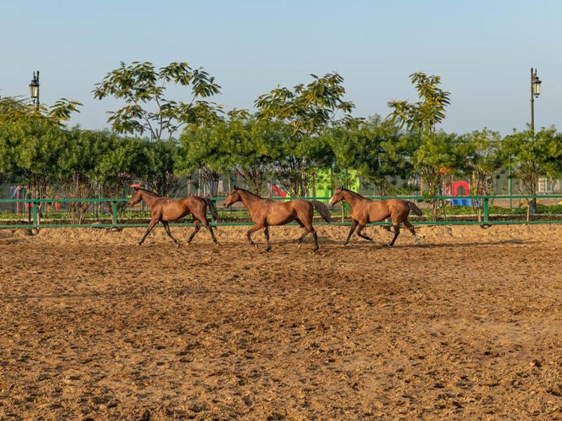 Central Park Crystal Town - Management of Horse Stable/Horses